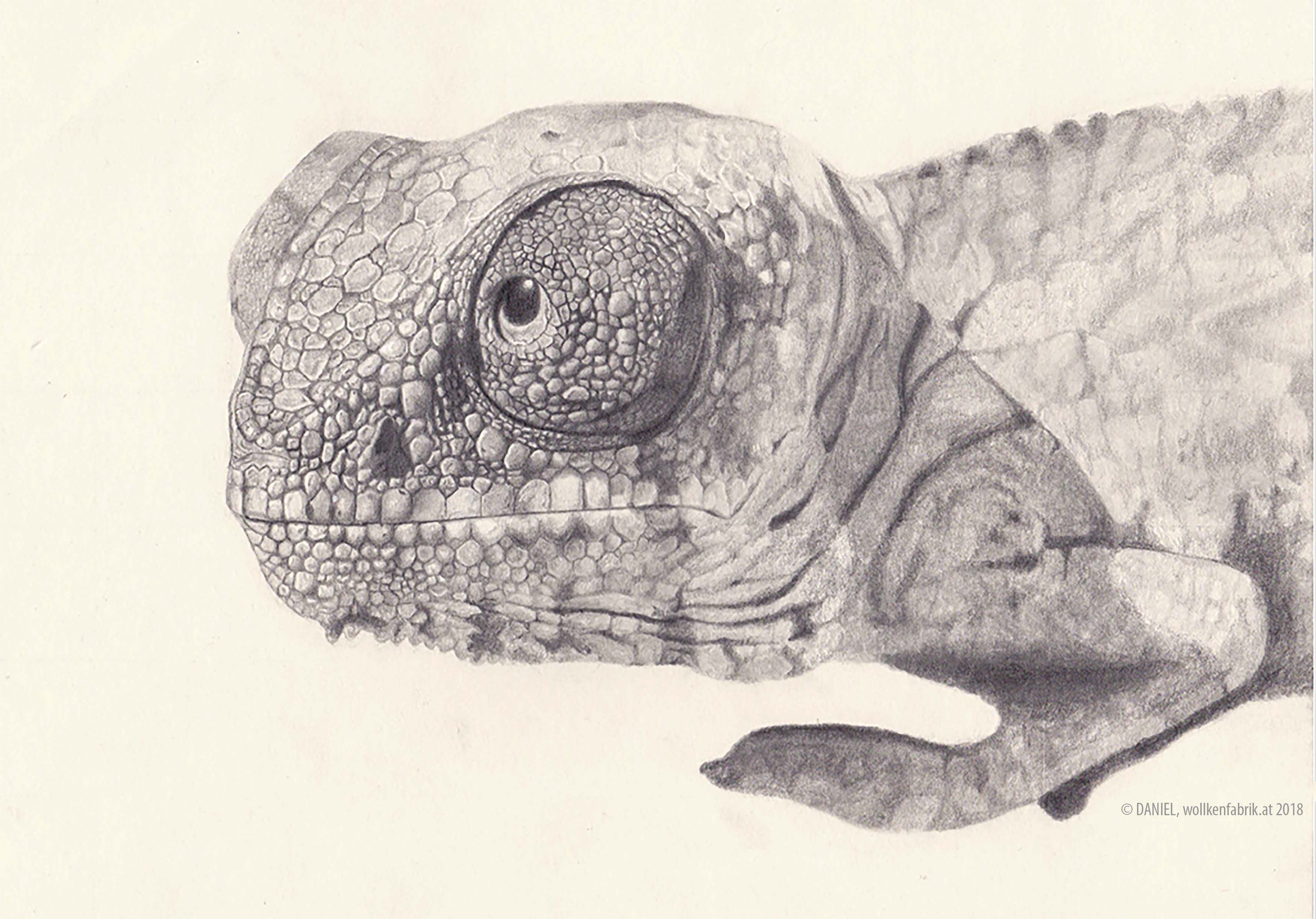 Chameleon, hand drawing pencil on paper