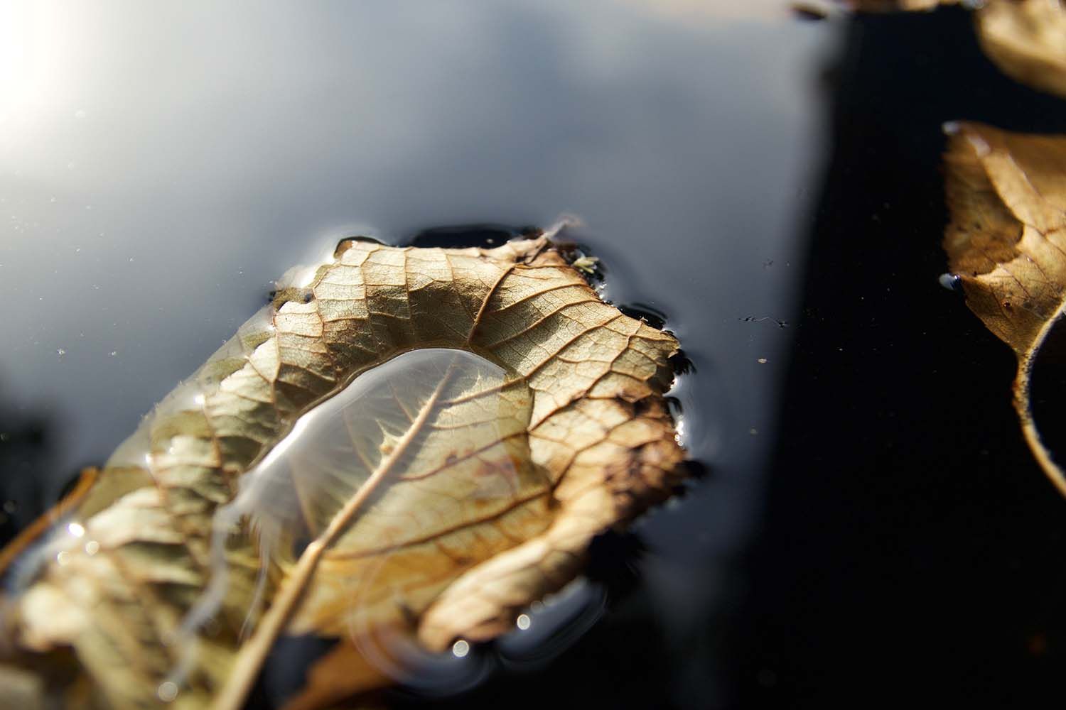 Ein Blatt auf dem Wasser, Foto